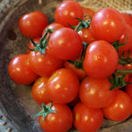 Cherry Tomato Seeds - Tiny Tim, ORGANIC - Sow True Seed