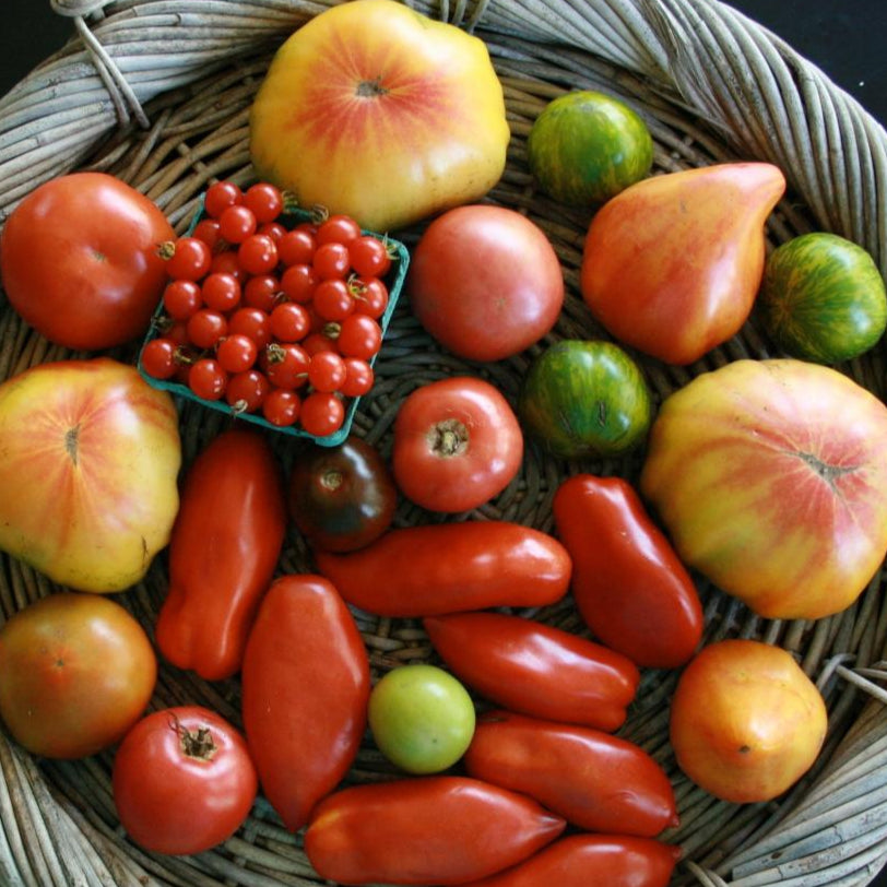 Slicing Tomato Seeds - Green Zebra, ORGANIC - Sow True Seed