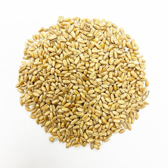 Wheat Seeds - Turkey Red | Sow True Seed