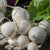 Turnip - Shogoin - Sow True Seed