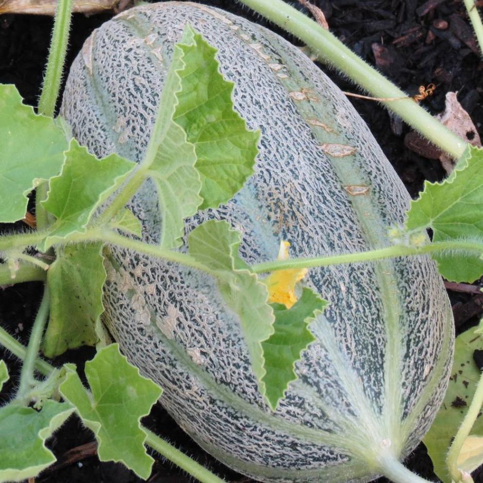 Melon Seeds - Hearts of Gold, ORGANIC - Sow True Seed