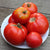 Slicing Tomato - Mountain Princess, ORGANIC - Sow True Seed
