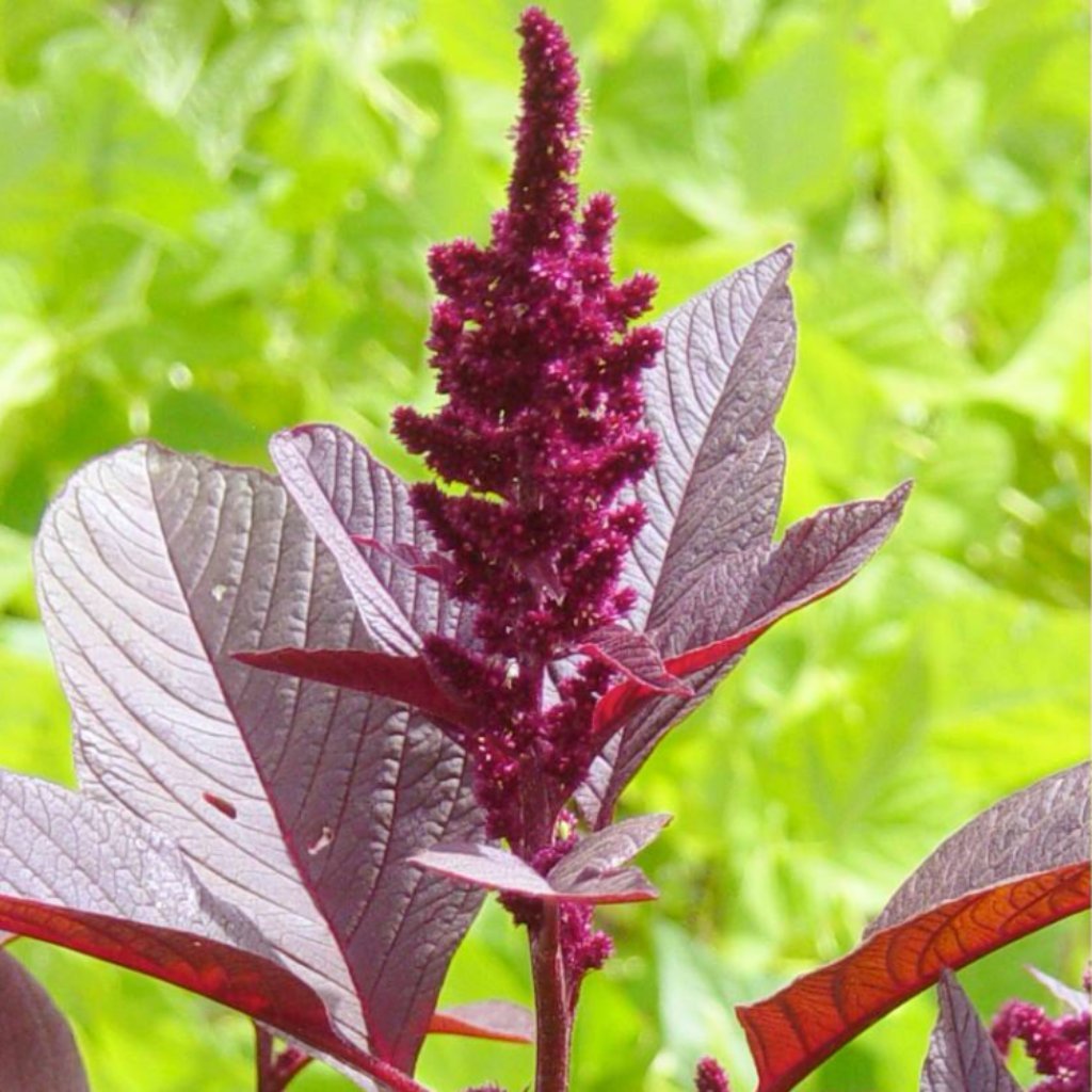 Amaranth Seeds- Hopi Red Dye - Sow True Seed