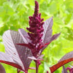 Amaranth Seeds- Hopi Red Dye - Sow True Seed