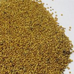 Amaranth Seeds - Montana Popping - Sow True Seed
