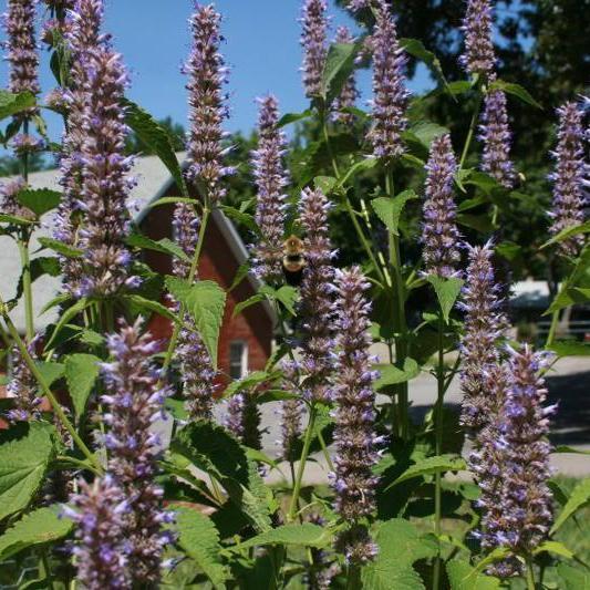 Anise Hyssop Seeds Sow True Seed