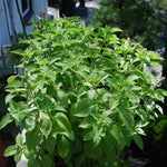 Basil Seeds, Mrs. Burns Lemon, ORGANIC - Sow True Seed