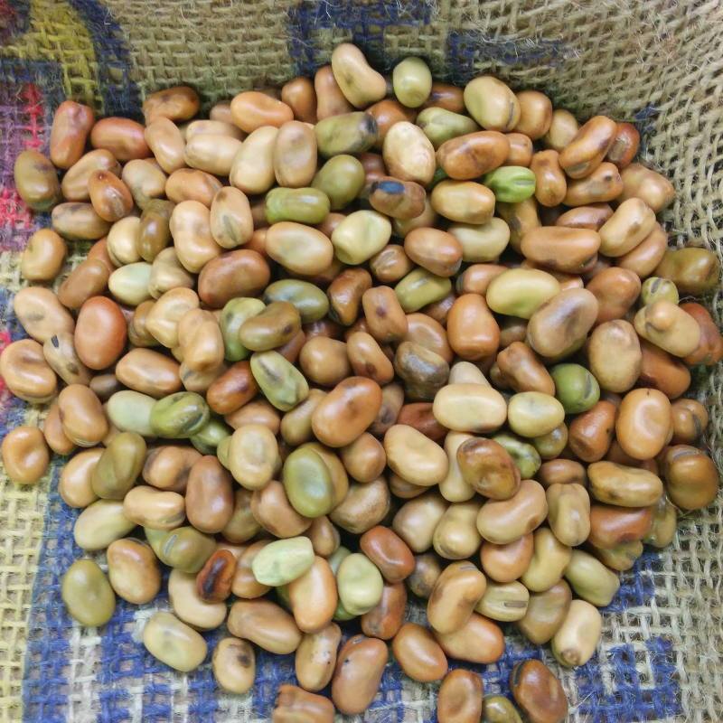 Fava Bean - Sweet Lorane ORGANIC - Sow True Seed