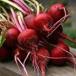 Beet Seeds - Early Wonder - Sow True Seed