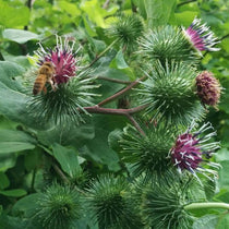 Burdock Seed - Sow True Seed