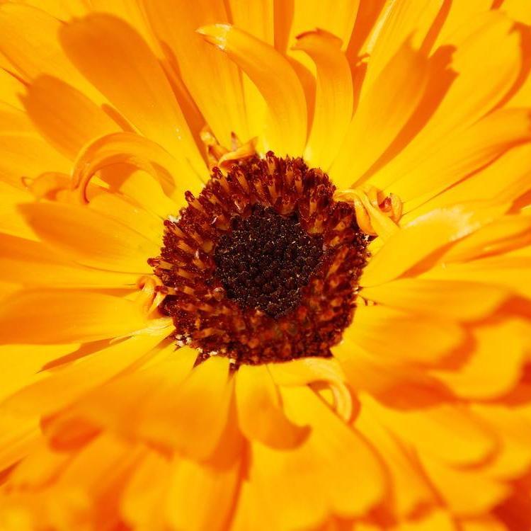 Calendula Seeds - Erfurter Orange - Sow True Seed