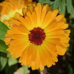 Calendula Seeds - Pacific Beauty - Sow True Seed