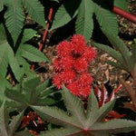 Castor Bean Seeds - Castor Bean Mix - Sow True Seed