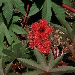 Castor Bean Seeds - Castor Bean Mix - Sow True Seed