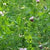 Cover Crop - Austrian Winter Pea, ORGANIC - Sow True Seed