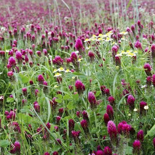 planting clover seed in spring Cover Crop