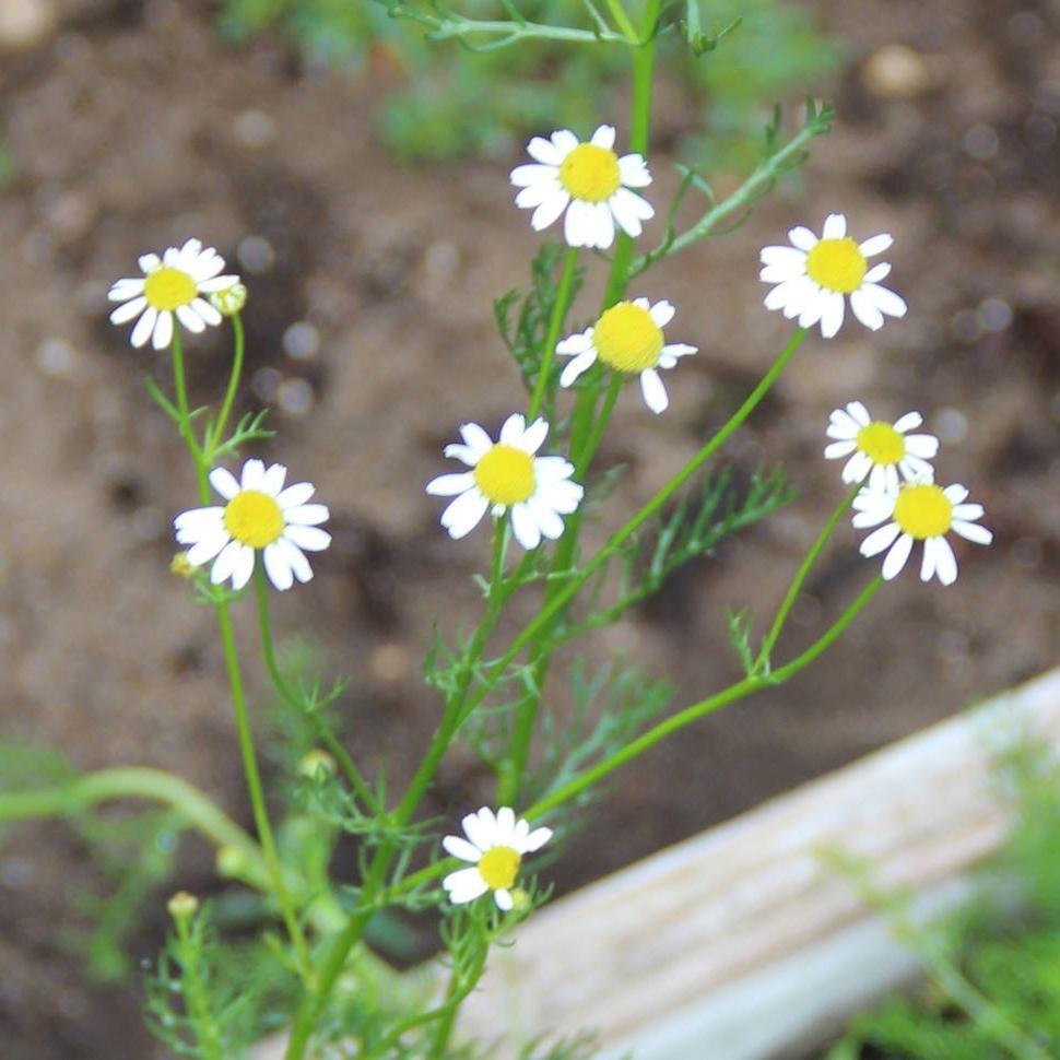 chamomile plant from seed Herb Seeds - Chamomile, German | Sow True Seed