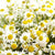 Chamomile Seed, Bodegold - Sow True Seed