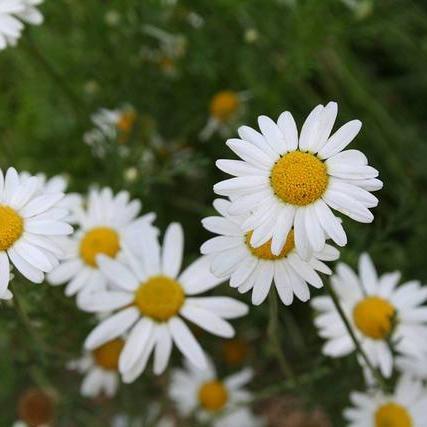 Chamomile Seed, Roman - Sow True Seed