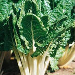 Swiss Chard Seeds - Fordhook Giant, ORGANIC - Sow True Seed