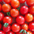 Cherry Tomato Seeds - Matt's Wild Cherry, ORGANIC - Sow True Seed