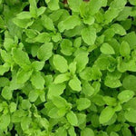 Chickweed Seed, ORGANIC - Sow True Seed