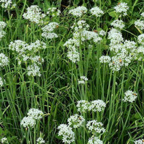 Chives Seed, Garlic - Sow True Seed