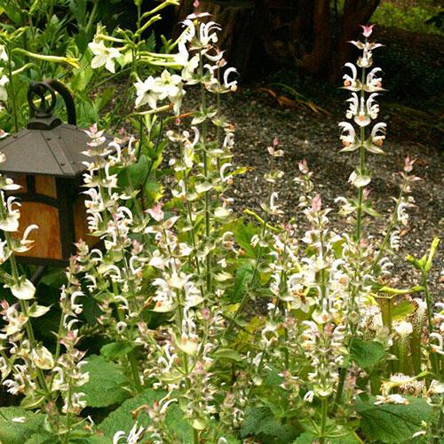 planting clary sage seeds Clary Sage Seeds