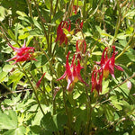 Columbine Seeds - Eastern Columbine - Sow True Seed