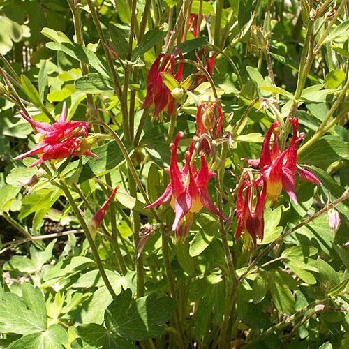 Columbine Seeds - Eastern Columbine - Sow True Seed