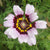 Daisy Seed - Painted - Sow True Seed