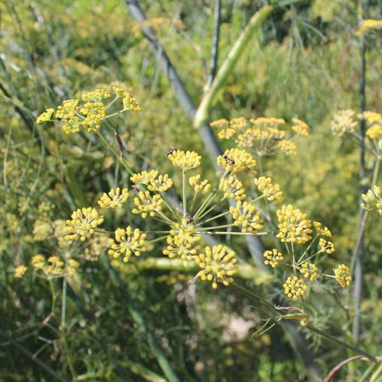 Dill Seeds, Dukat Sow True Seed