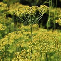 Dill Seed, Mammoth Long Island - Sow True Seed