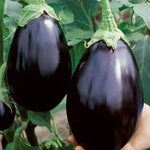 Eggplant Seeds - Black Beauty, ORGANIC - Sow True Seed