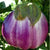 Eggplant Seeds - Rosa Bianca, ORGANIC - Sow True Seed