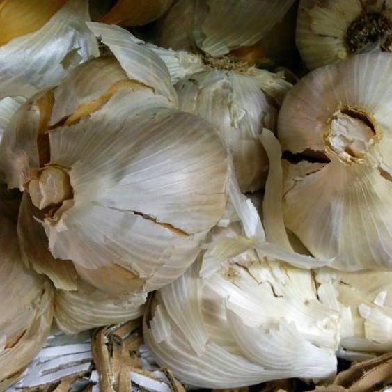 Elephant Garlic - Sow True Seed