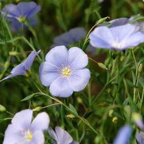 Flax Seeds - Blue Perennial Flax - Sow True Seed