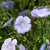 Flax Seeds - Blue Perennial Flax - Sow True Seed