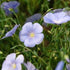 Flax Seeds - Blue Perennial Flax
