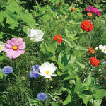 Flower Seed Mix - Beneficial Attractant - Sow True Seed