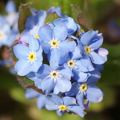 Forget-Me-Not Seeds : Attractive Clusters of Blue Flowers.