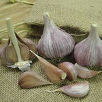 Hardneck Garlic - Chesnok Red, ORGANIC - Sow True Seed