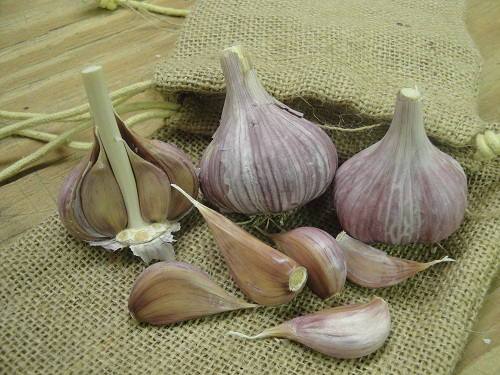 Hardneck Garlic - Chesnok Red, ORGANIC - Sow True Seed