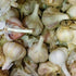 German White Hardneck Garlic