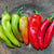 Hot Pepper - Hungarian Yellow Hot Wax, ORGANIC - Sow True Seed