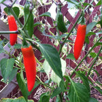 Hot Pepper - Serrano Tampiqueño - Sow True Seed