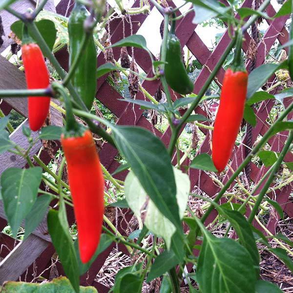 Hot Pepper - Serrano Tampiqueño - Sow True Seed