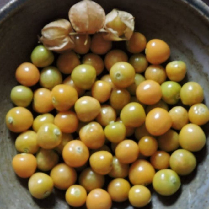 Husk Cherry - Drott's Yellow - Sow True Seed