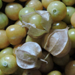 Husk Cherry - Drott's Yellow - Sow True Seed