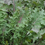 Kale Seeds - Red Russian - Sow True Seed